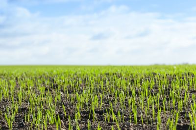 Meadow Mowings in Spring