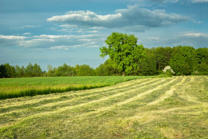 Mowed Meadow Landscape