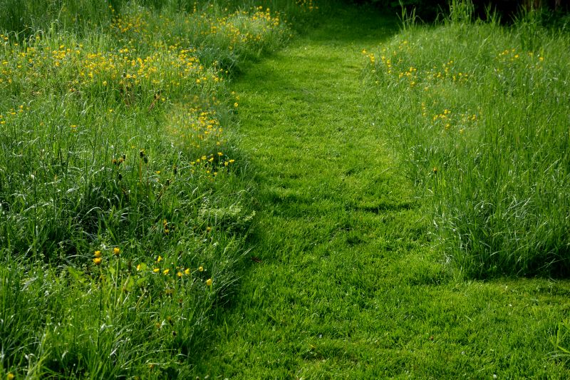 Healthy Meadow Growth